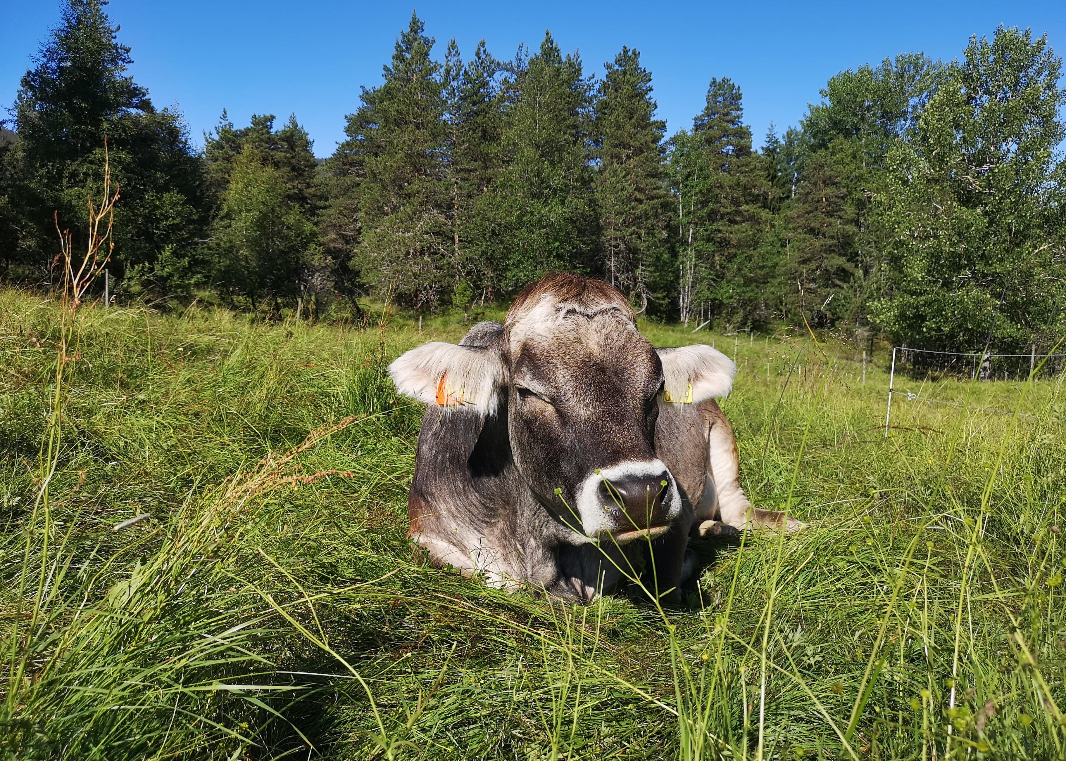 Ku som nyter finværet